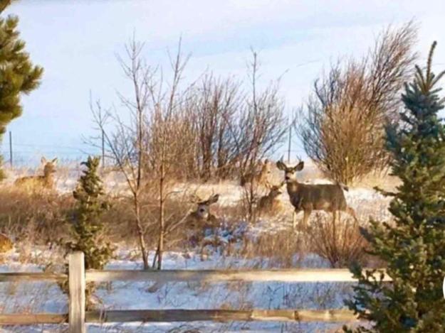 Sundance Suite - Prairie Rose Bed & Breakfast Cheyenne Luaran gambar